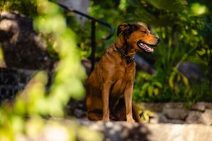 A brown Doberman dog sitting proudly outdoors in dappled sunlight among lush green plants.