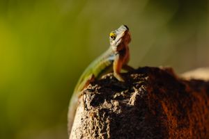 A colorful lizard perches alertly on a rocky surface with a blurred green background in natural sunlight.