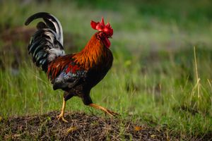 A vibrant rooster with colorful plumage stands proudly on grass in a natural outdoor setting.