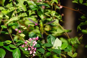 A vibrant green hummingbird hovers near pink tropical flowers among lush green foliage in a garden setting.