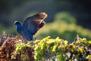 A blue bird spreading its wings atop colorful flowering vines in warm golden sunlight.