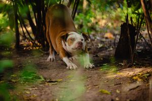 A brown and white bulldog crouching low on a dirt path surrounded by green forest undergrowth.