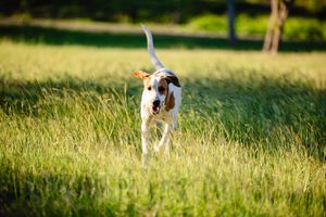 A happy beagle dog running through tall green grass in a sunny field with its tongue out and tail up.