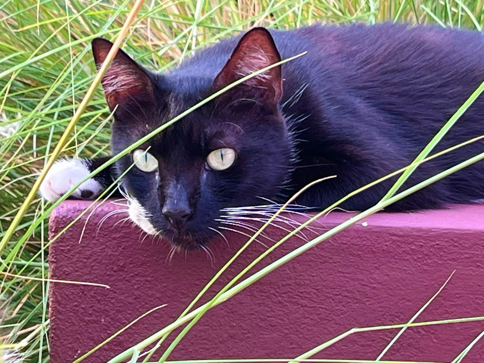 A sleek black cat with white whiskers rests on a purple ledge surrounded by tall green grass.