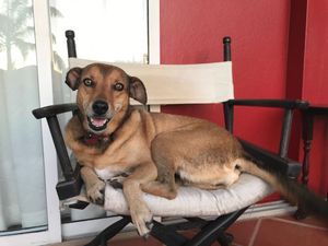 A happy brown dog relaxing on a cushioned director's chair on a patio with a red wall background.