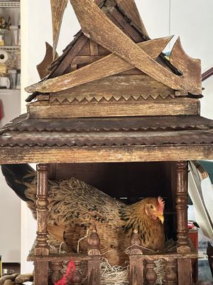 A hen nesting inside an ornate wooden carved structure with decorative roof and turned columns.