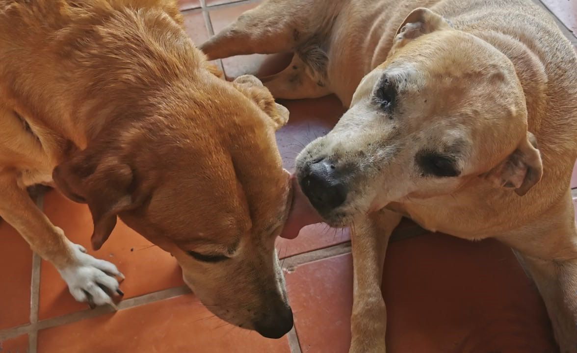 Two senior tan dogs touching noses while lying on a terracotta tile floor indoors.