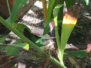 A vibrant green hummingbird perched in its nest among lush tropical plant leaves in a natural garden setting.