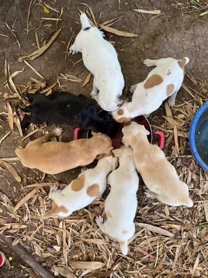 A litter of puppies in various colors eating from a red bowl arranged in a circle on straw-covered ground.