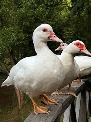 Two white Muscovy ducks with red facial markings perched on a wooden railing surrounded by green trees.