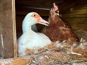 A white duck and brown hen sharing a nest together inside a wooden chicken coop.