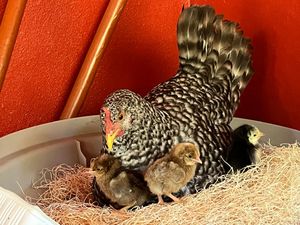 Speckled hen with fluffy chicks nestled in straw inside a red-walled enclosure.