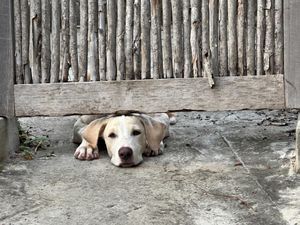 Sleepy white and tan dog resting chin on ground beside a rustic wooden fence.