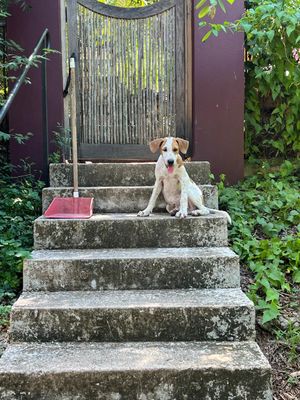 A cute white and tan dog sitting on mossy stone steps outside a bamboo gate door.