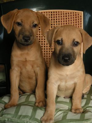 Two adorable tan Labrador mix puppies sitting side by side on a green striped cushion.