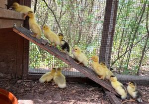 Fluffy yellow ducklings climbing a wooden ramp inside a wire enclosure pen.