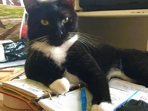 A black and white tuxedo cat resting on an open binder and papers on a cluttered desk.