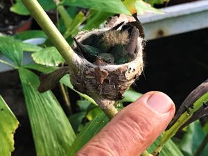 A tiny hummingbird nest with chicks perched on a plant stem, with a human finger shown for scale.
