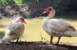 Two white Muscovy ducks with red caruncles resting near a pond on a sunny day.