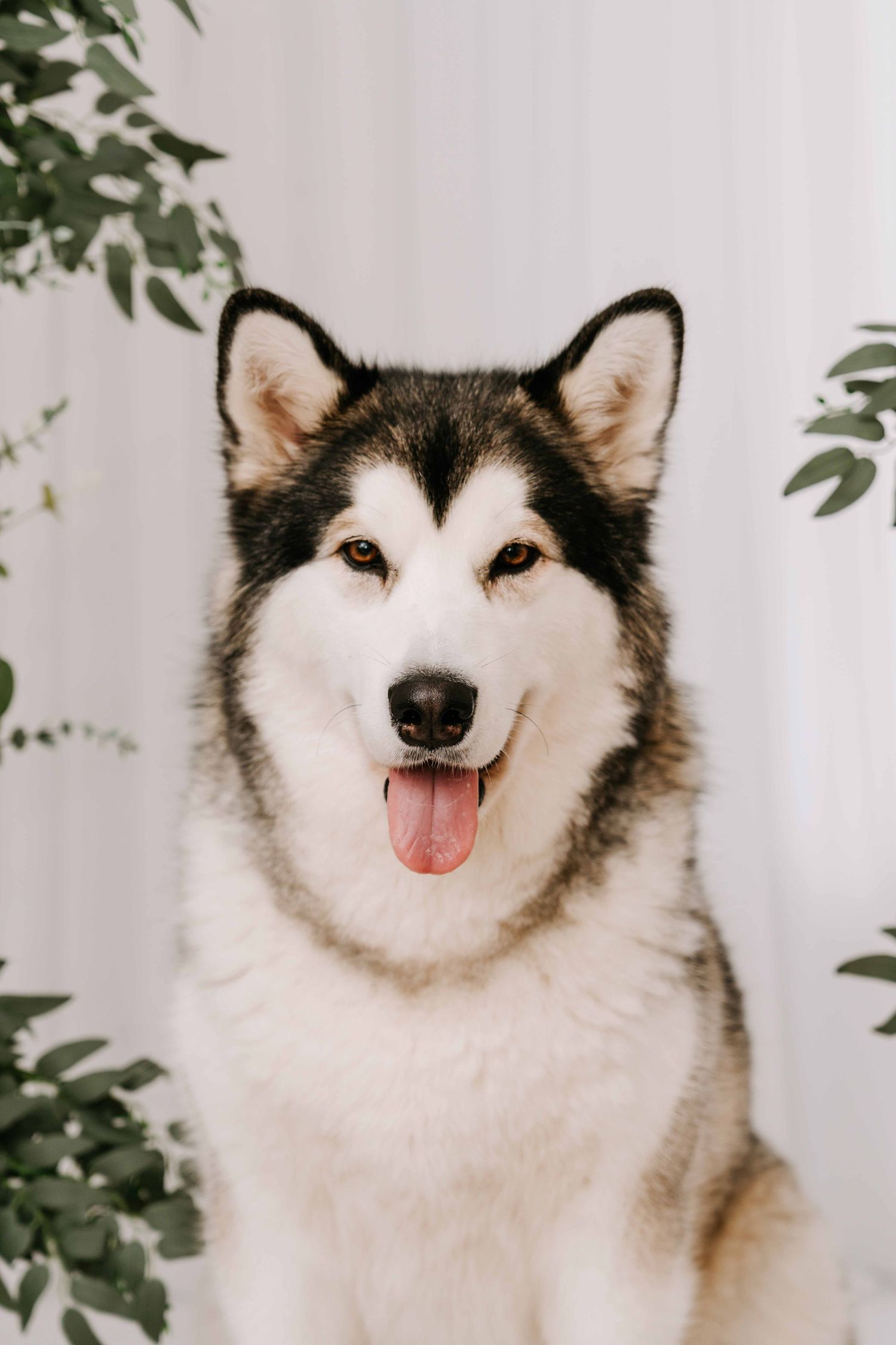 A fluffy Alaskan Malamute dog with black and white fur sits with tongue out, surrounded by green leaves.