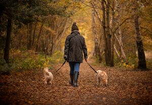 Dog photo shoot Oxford
Professional dog photographer Oxfordshire.
Dog photographer near me
Reactive dog photographer
Dog photo shoot price