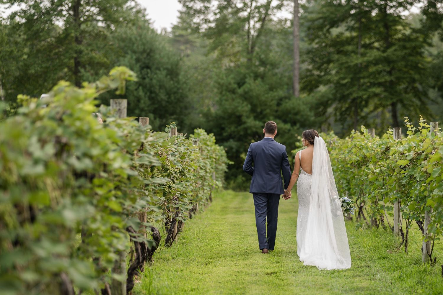 A bride and groom walk hand in hand through lush green vineyard rows on their wedding day.