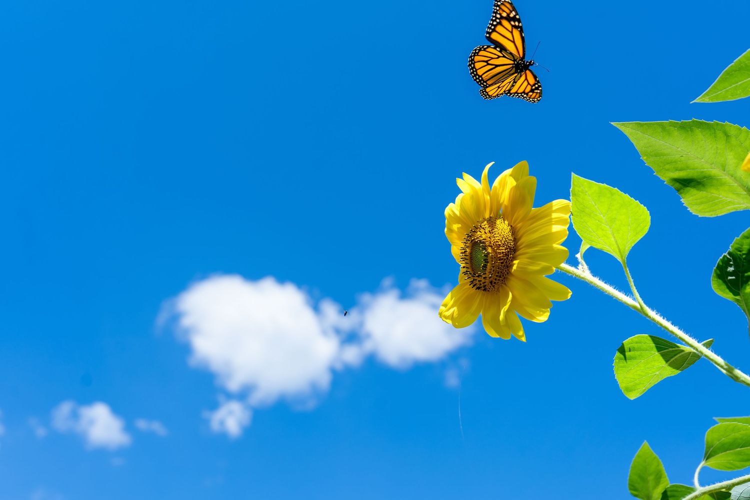 Beautiful monarch butterflies flutter around yellow flowers against a bright blue summer sky with fluffy white clouds.