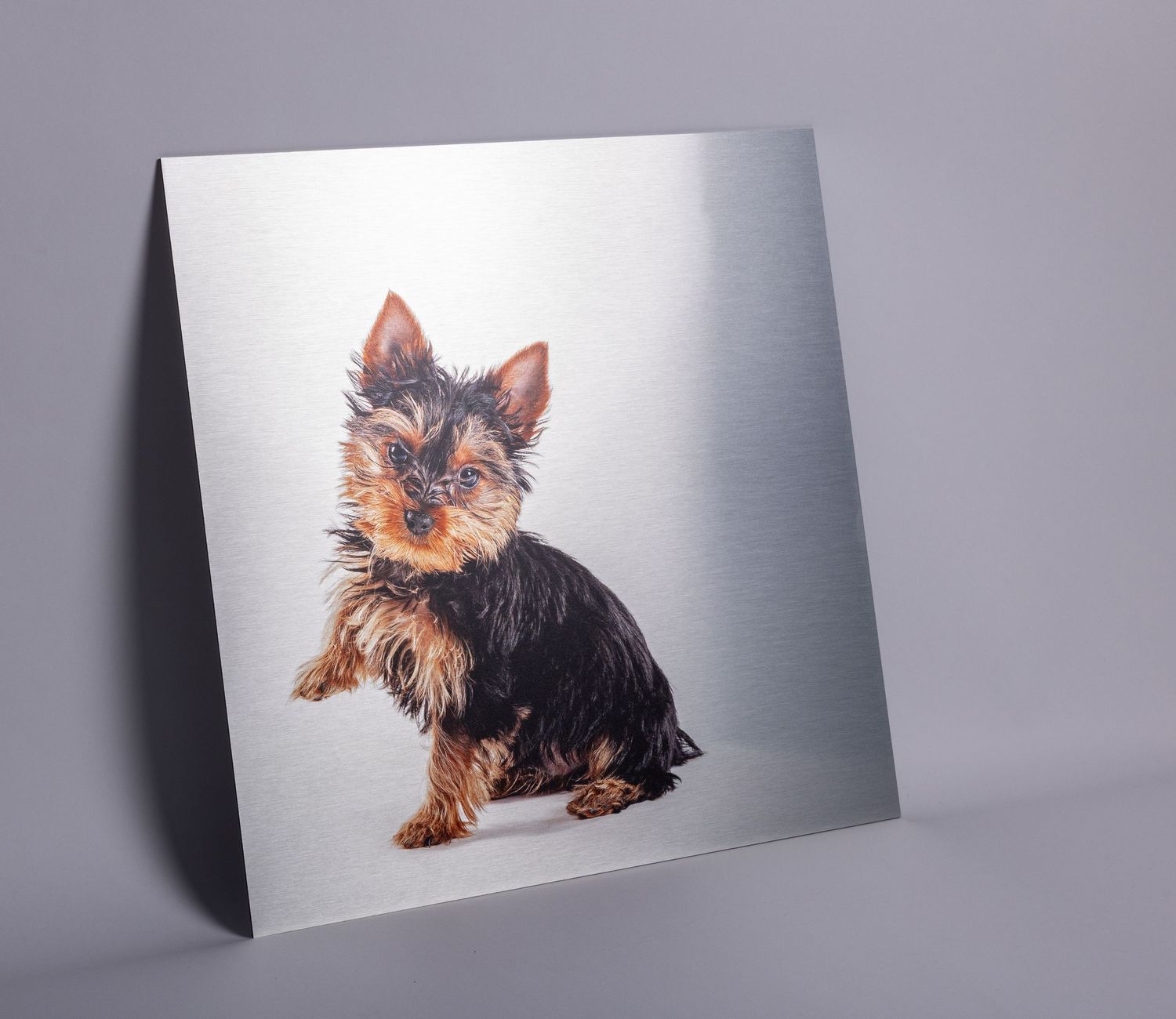 A Yorkshire Terrier puppy portrait printed on a brushed metal aluminum panel, captured by fetching fido fotography.