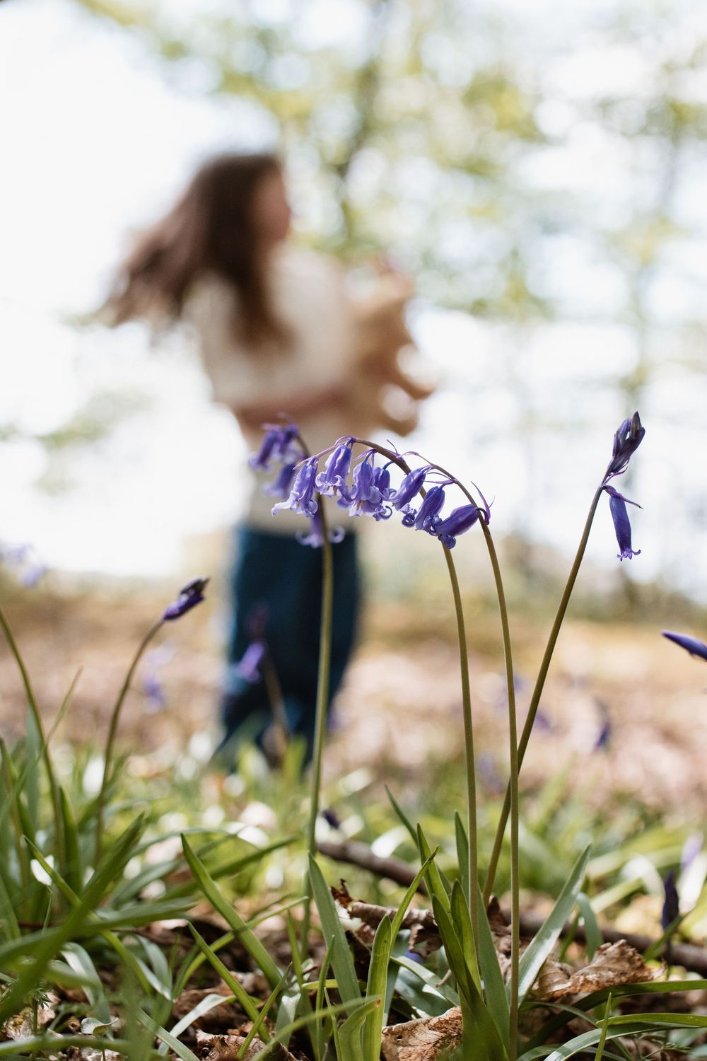 Close-up of purple bluebell wildflowers in a woodland with a blurred woman walking among them in the background.