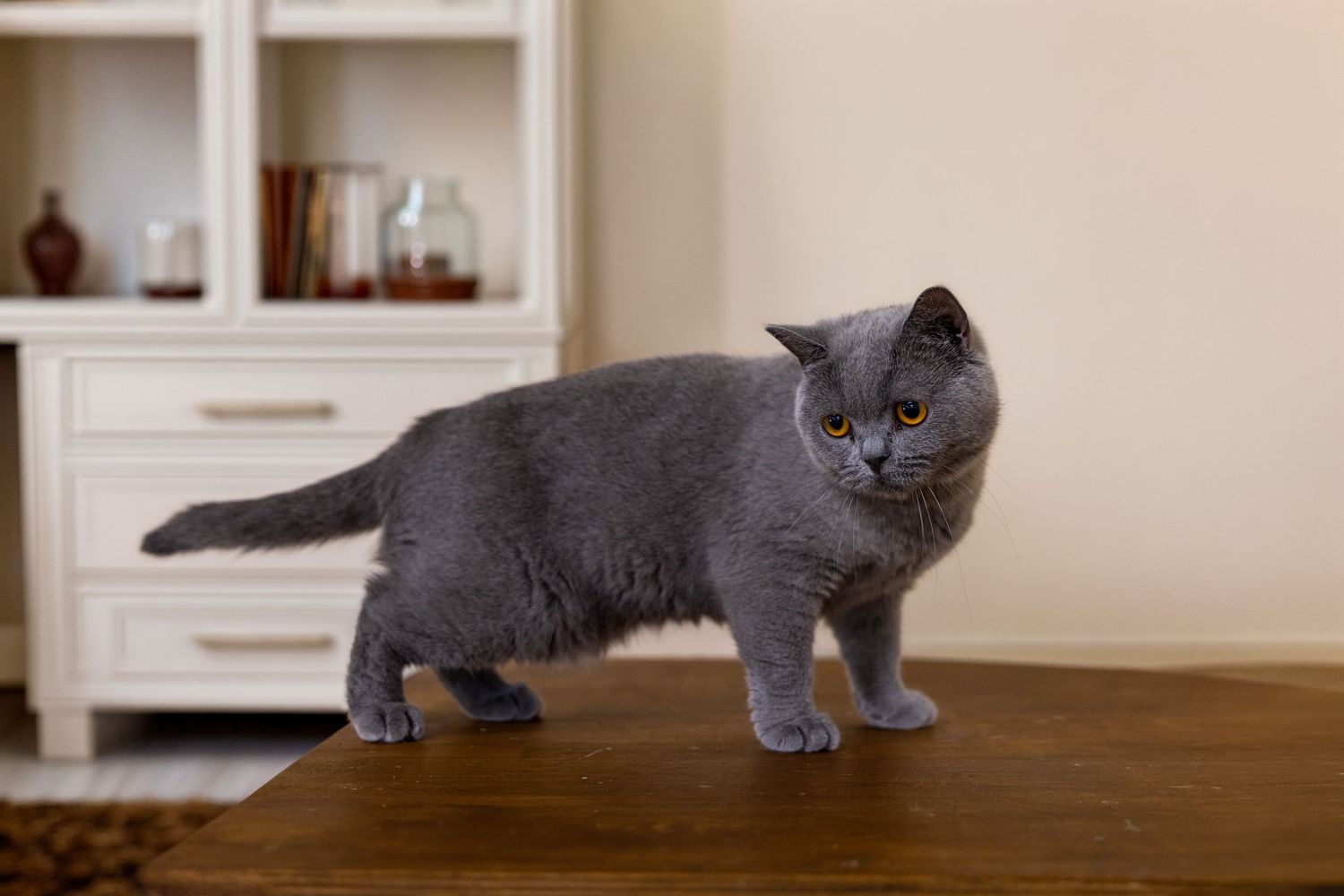 A regal British Shorthair cat with grey fur sits elegantly against a dreamy green background.