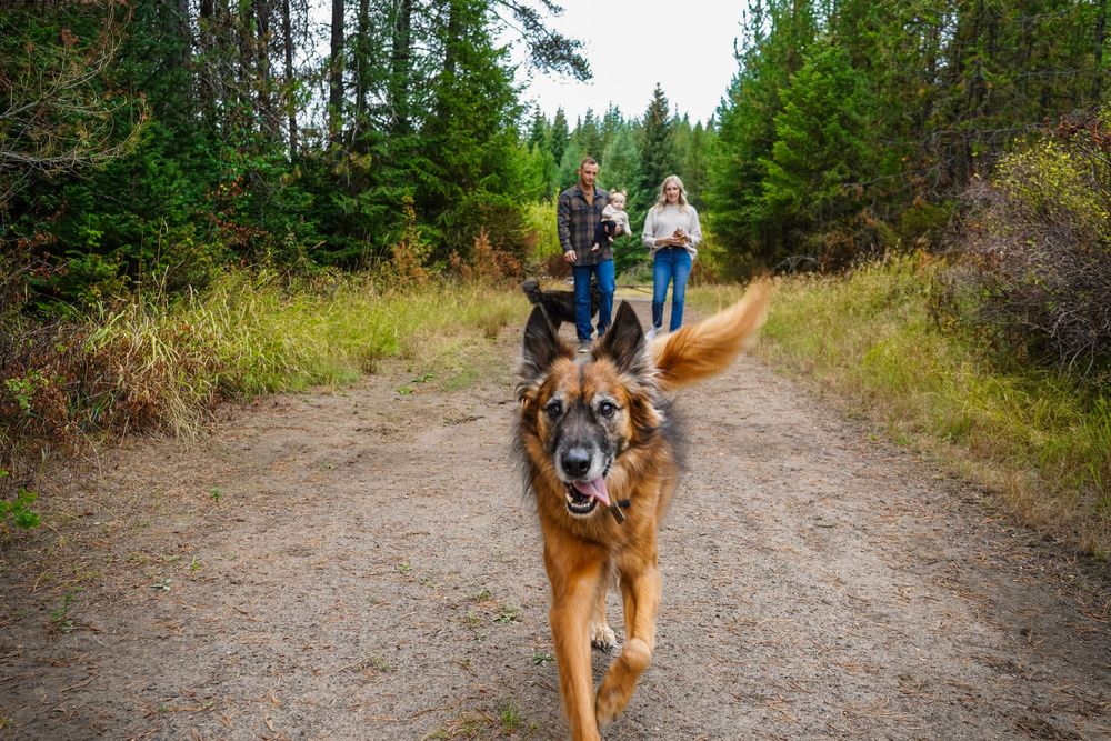 A happy German Shepherd runs down a forest trail toward the camera while two people walk behind among tall pine trees.