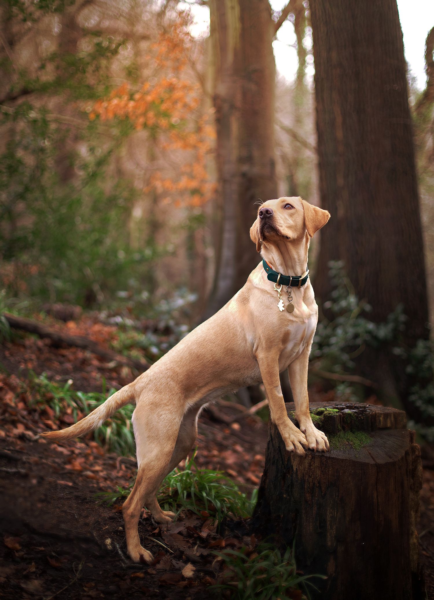 A yellow Labrador Retriever poses proudly on a tree stump in an autumn forest, wearing a dark collar.