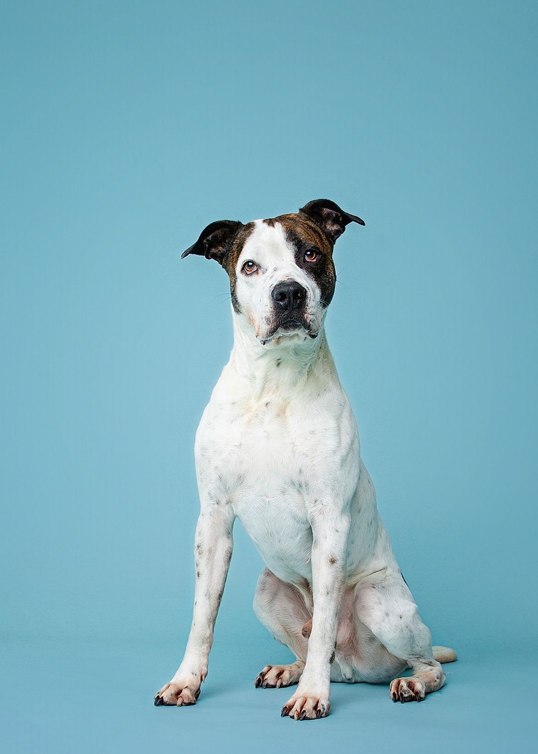 A white and brown mixed breed dog sits attentively against a light blue studio background.