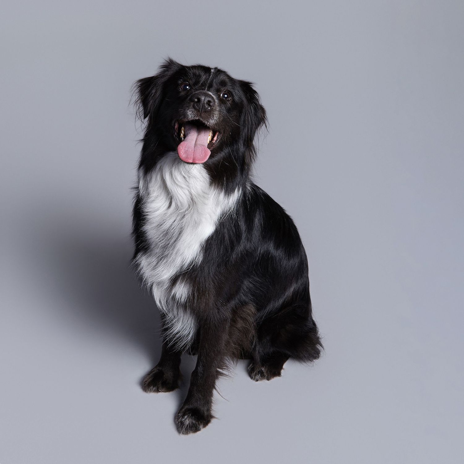 A happy black and white fluffy dog sits with tongue out against a gray studio background.