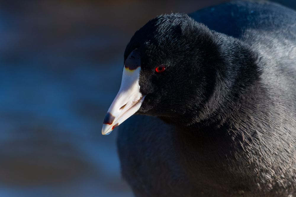 Close-up portrait of an American coot with striking red eye and white bill.