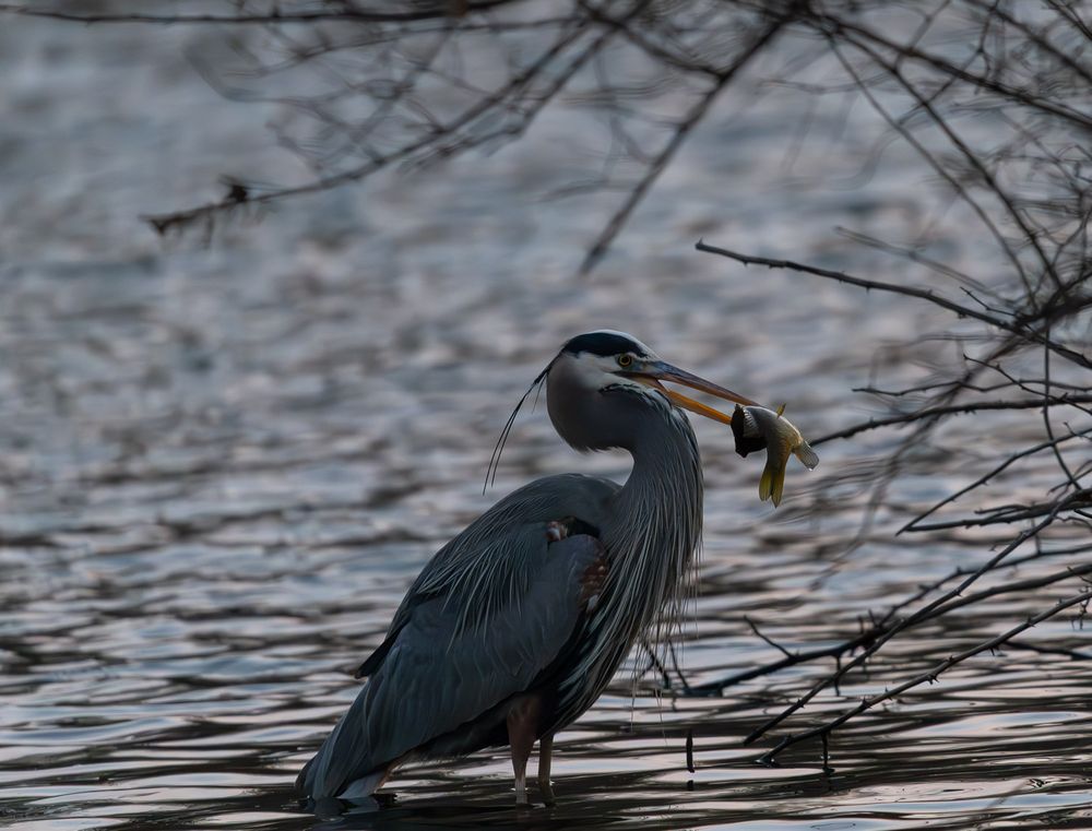 A great blue heron stands in shallow water holding a caught fish in its beak.