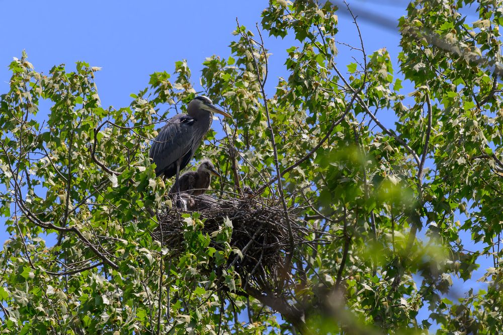 A great blue heron tends to its nest high in a leafy tree under blue sky.