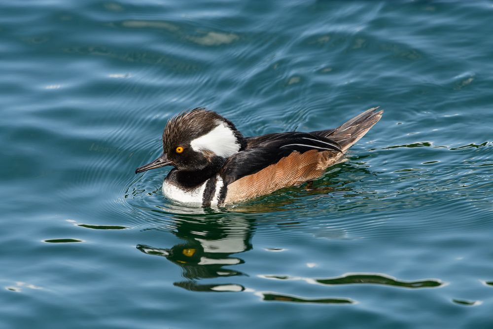 A hooded merganser drake swims on blue-green water with crest fanned out.