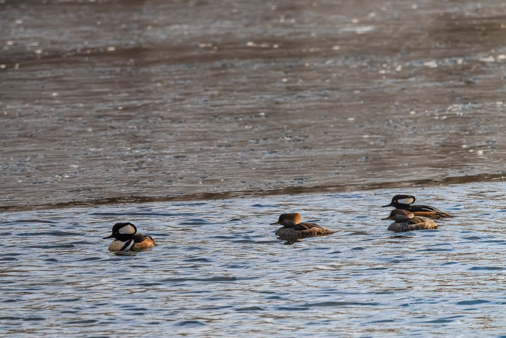 Three hooded mergansers swim together on a calm, sunlit body of water. snowy frozen creek