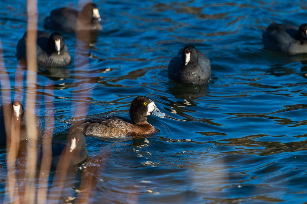 A lesser scaup duck swims among American coots on a blue reed-bordered pond.