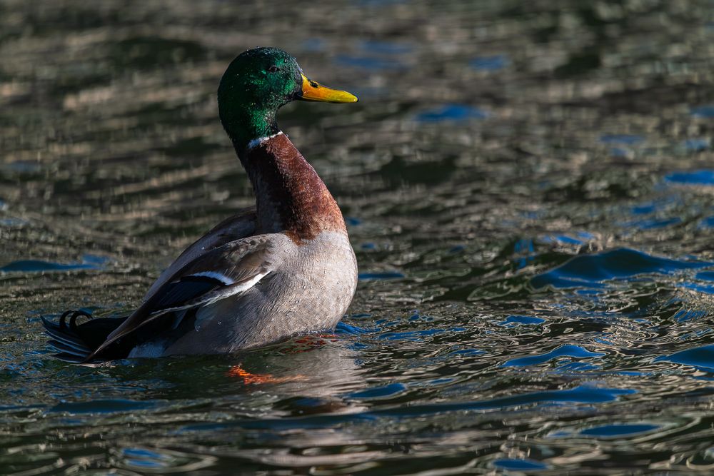 A male mallard duck with vibrant green head swimming in rippling water.
