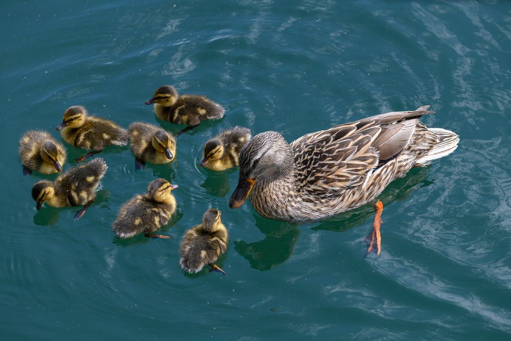 A mother mallard duck swimming with her brood of ducklings on turquoise water.