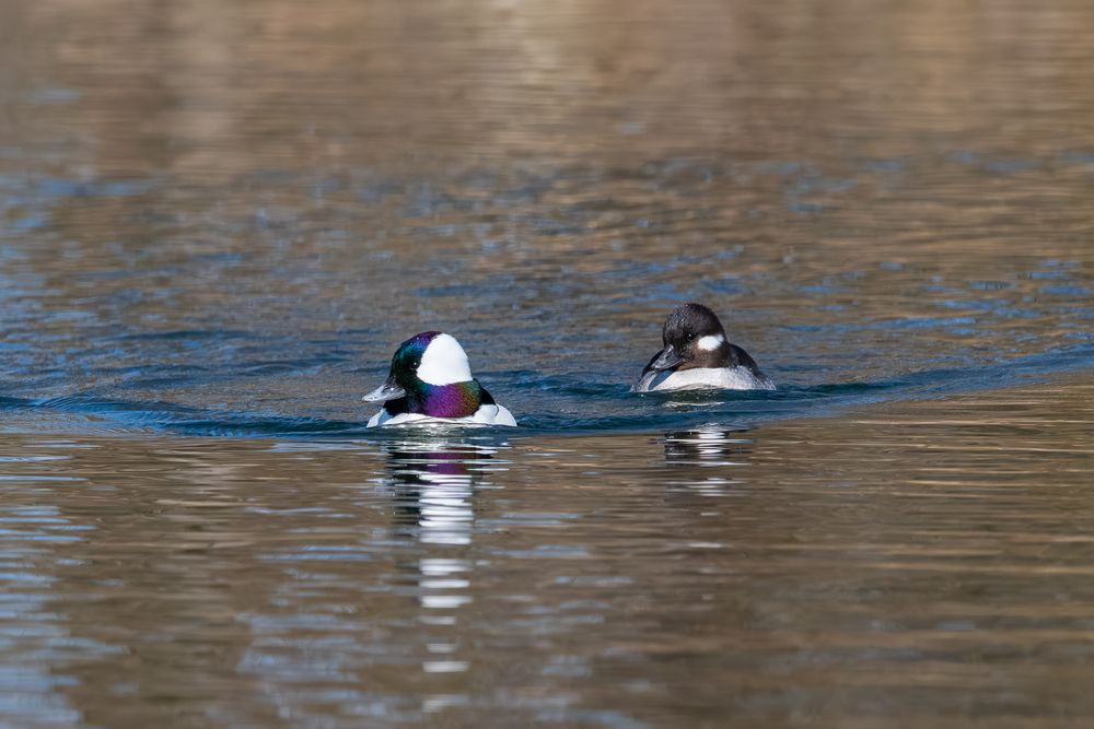 Two bufflehead ducks swim together on calm water showing their distinctive iridescent black and white plumage.
