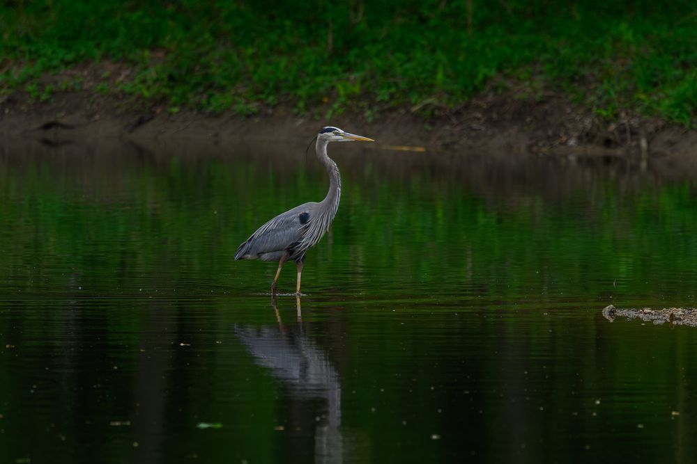 A great blue heron wades in a calm green-reflecting pond near a grassy bank.
