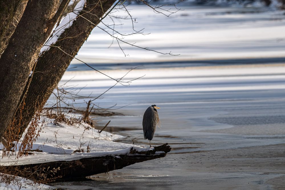 A great blue heron stands on a snowy log beside a partially frozen winter river.