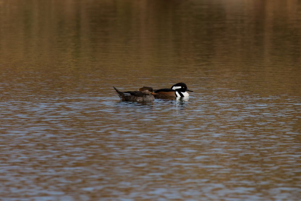 A pair of hooded mergansers swim side by side on a calm autumn lake.