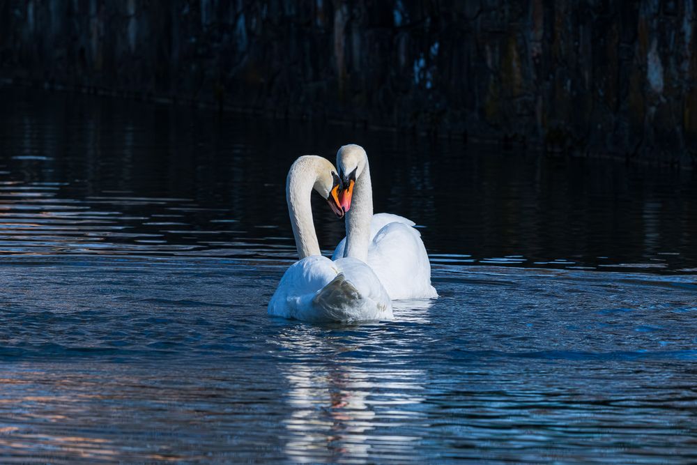 Two white mute swans forming a heart shape with their necks while floating on a calm blue lake. Lake Honor College of the Ozarks