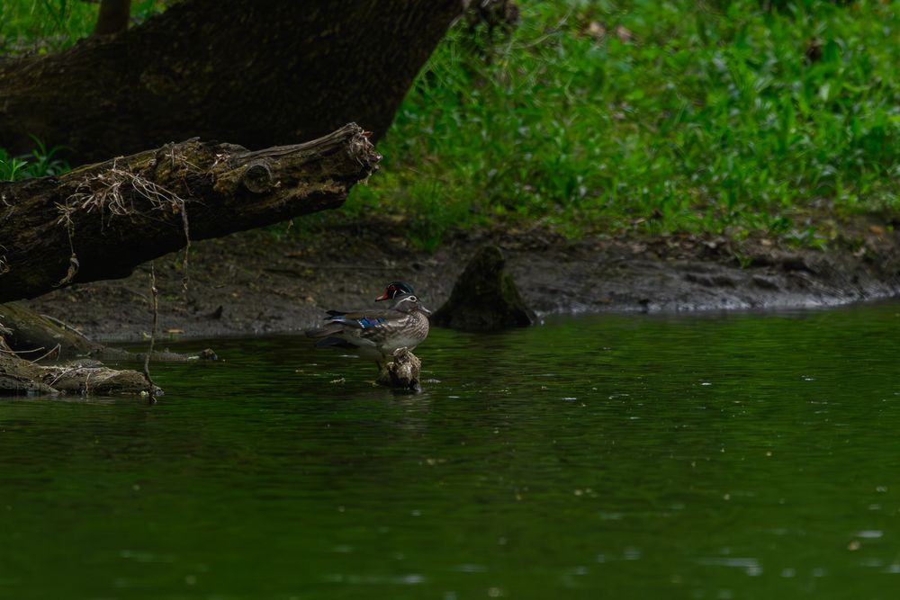 A small bird perched on a rock at the edge of a calm green pond near fallen logs. male and female wood ducks
