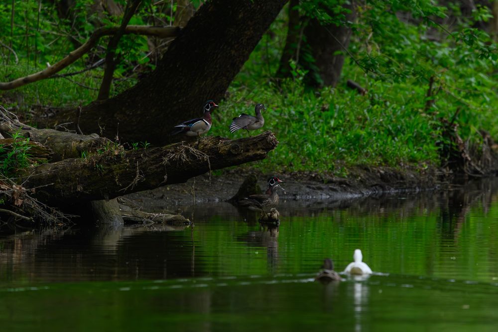 A white duck swimming in a green forest pond near fallen logs with a small bird on shore. Wood ducks, hen mallard, domestic duck