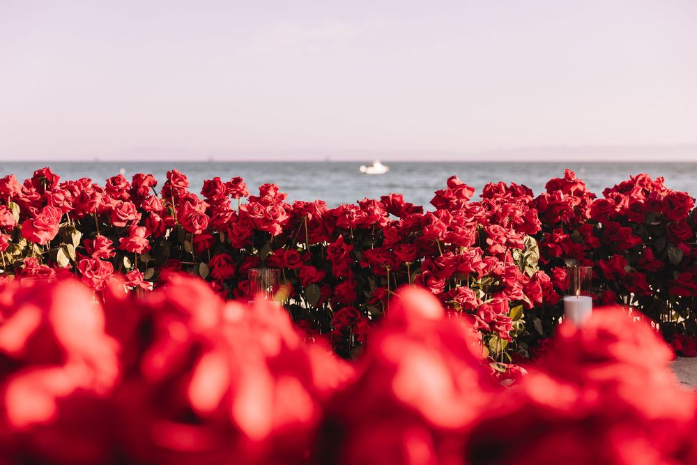 Vibrant red roses in full bloom with a serene ocean horizon and sailboat in the background on a sunny day.